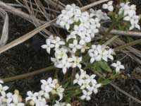 Antarctic bedstraw